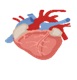 Cardiology