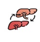 Liver Transplant